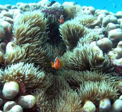 Anenome fish in Magnificent Anenome at The Eel Garden, Pi... by Jan Messersmith 